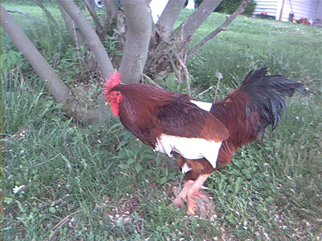 img00066.jpg